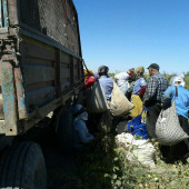 Мониторинг использования принудительного труда в Туркменистане — часть I