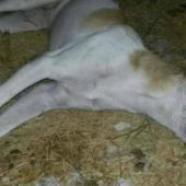 Туркменистан: Очередной виток травли животных и … их защитников
